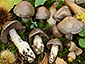 Cortinarius infractus