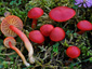 Hygrocybe coccinea