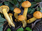 Gymnopilus junonius