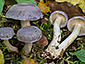 Cortinarius croceocoeruleus