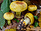 Cortinarius claroflavus