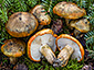 Tricholoma aurantium
