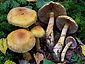 Cortinarius triumphans