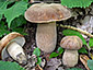 Boletus reticulatus