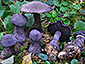 Cortinarius violaceus