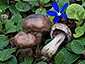 Cortinarius subtorvus