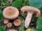 Lactarius torminosulus