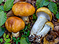 Cortinarius multiformium