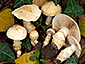 Cortinarius rioussetiae