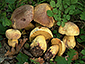 Boletus xanthocyaneus