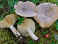 Lactarius utilis