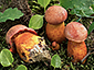 Boletus permagnificus