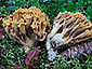 Ramaria testaceoflava