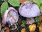 Cortinarius sodagnitus