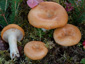 Lactarius zonarioides