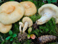 Lactarius leonis