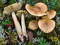 Tricholoma aestuans