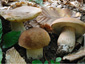 Boletus reticulatus