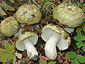 Russula olivacea