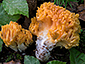 Ramaria fagetorum