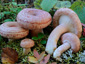 Lactarius torminosus