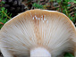 Lactarius musteus