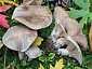 Lepista panaeolus