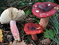 Russula torulosa