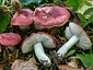 Russula emeticicolor