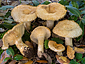 Lactarius mairei