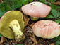 Boletus regius