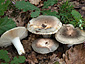 Russula medullata