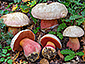 Boletus satanas