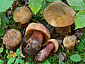 Boletus mendax