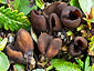 Otidea saliceticola