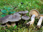 Lactarius mammosus