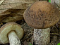 Leccinum pseudoscabrum