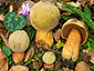 Boletus luridus