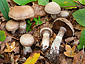 Cortinarius torvus