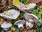 Cortinarius aleuriosmus