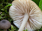 Entoloma ochromicaceum