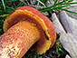 Boletus permagnificus