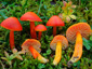 Hygrocybe splendidissima