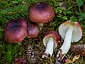 Russula atrorubens