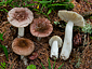 Russula nauseosa