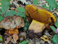 Boletus torosus