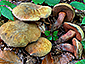 Boletus mendax