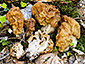 Gyromitra gigas