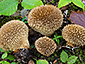 Lycoperdon echinatum