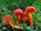 Hygrocybe splendidissima